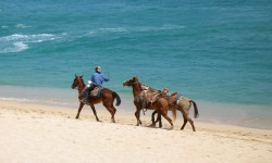 Horses on Beach - Cabo Activities Guide