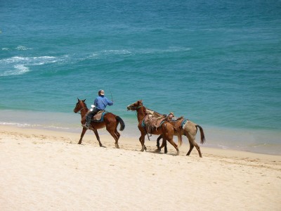 Horses on Beach - Cabo San Lucas