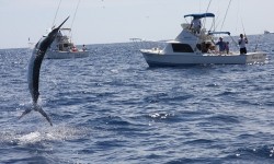 Los Cabos Marlin Fishing - Cabo San Lucas - Sports Fishing