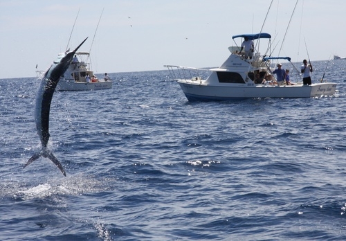Los Cabos Marlin Fishing